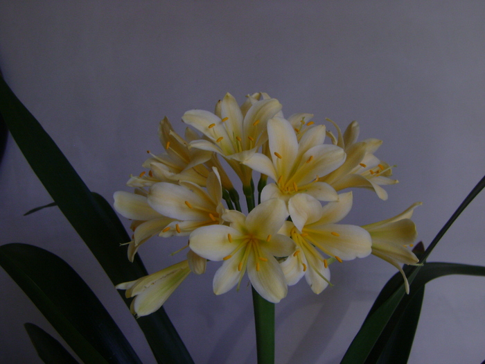 DSC06791 - CLIVIA