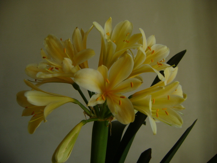 DSC06777 - CLIVIA