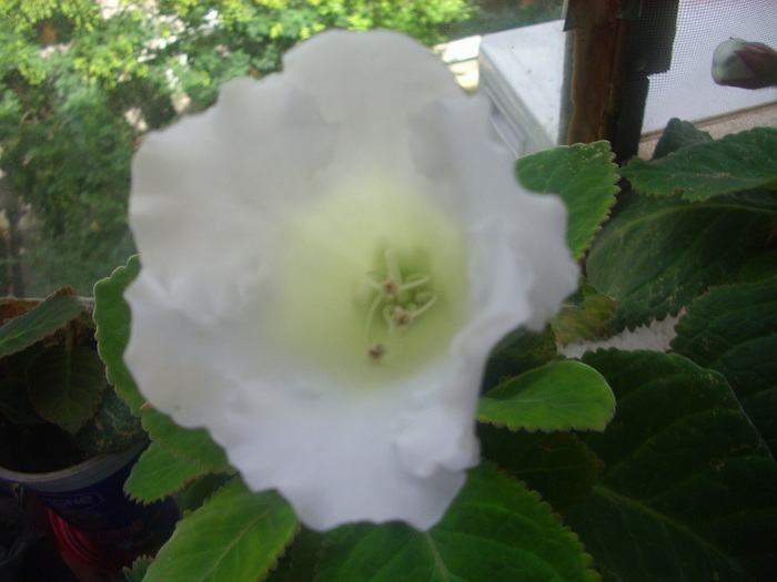 Gornite albe - 1 Flori