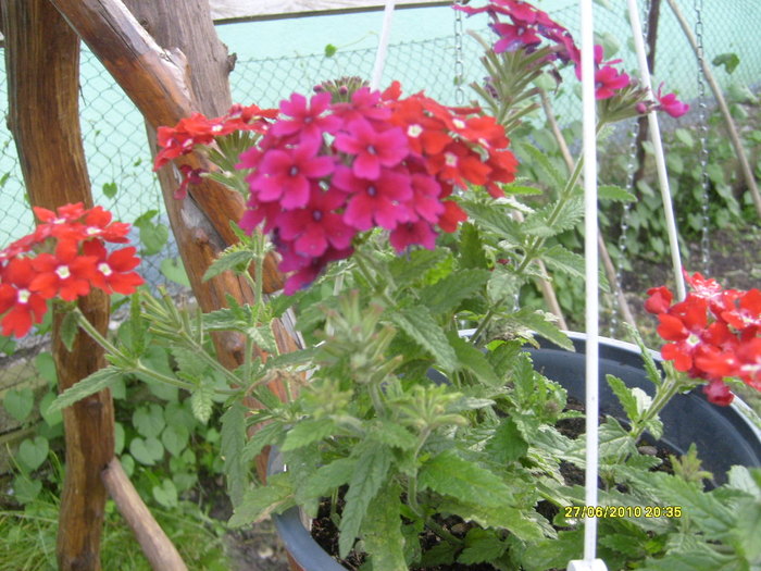 verbena