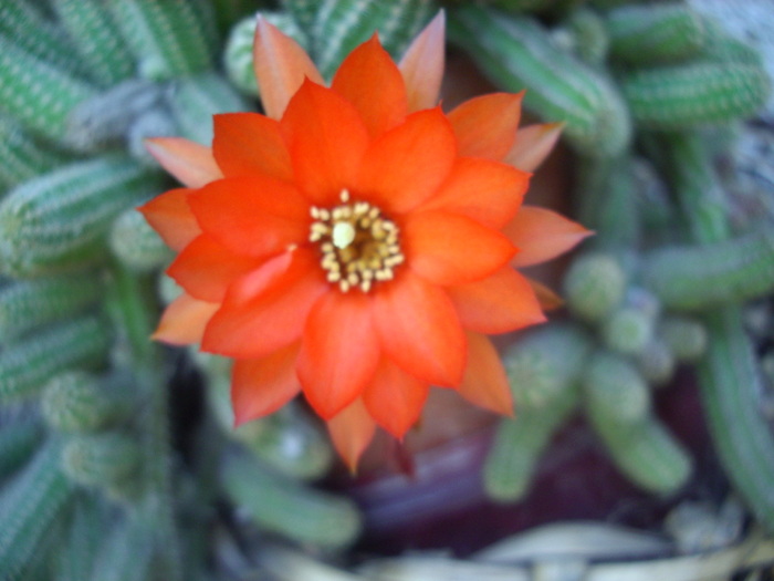 cactus inflorit - 1 Flori