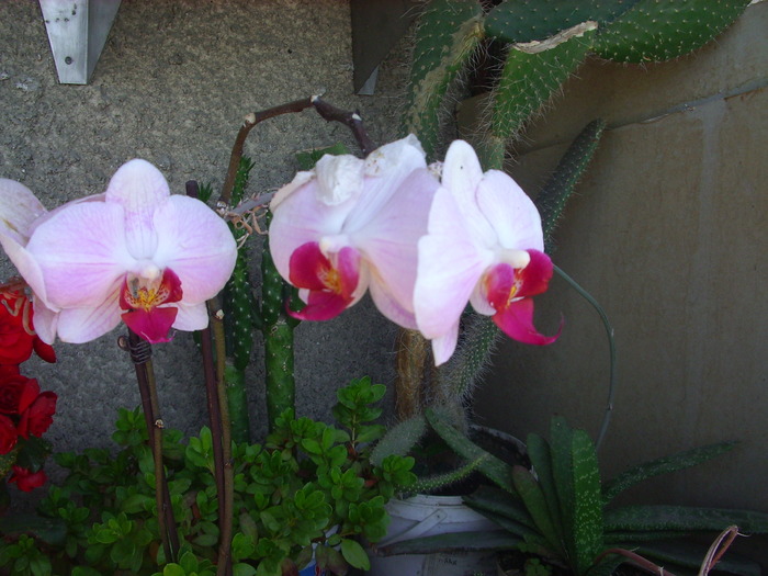 Orhidee - 1 Flori