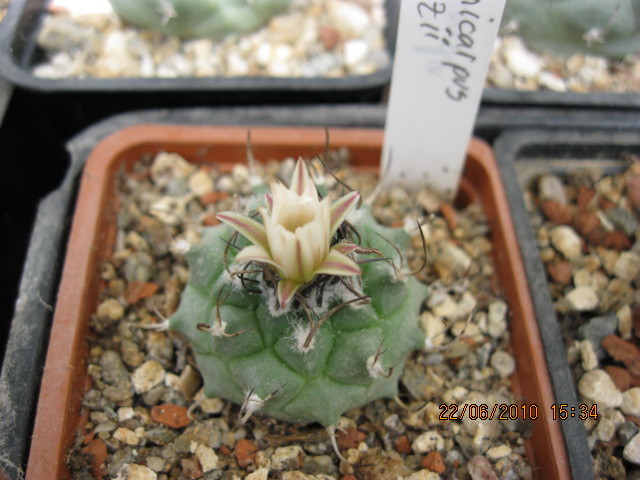 Turbinicarpus scwarzii