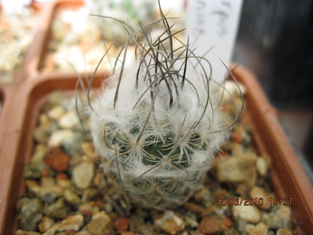 Turbinicarpus dickinsoniae - Turbinicarpus-Thelocactus