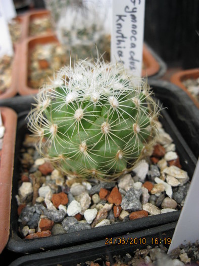 Gymnocactus knuthianus