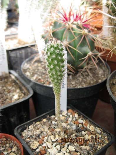 Gymnocactus subterraneus - Turbinicarpus-Thelocactus