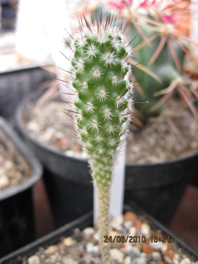 Gymnocactus subterraneus - Turbinicarpus-Thelocactus