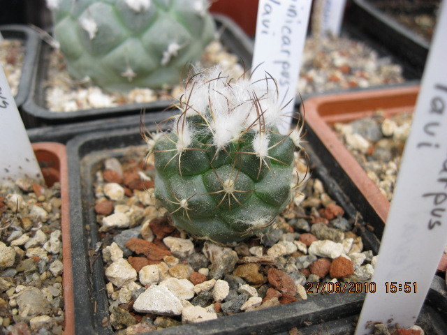 Turbinicarpus laui - Turbinicarpus-Thelocactus