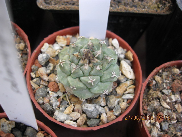 Turbinicarpus alonsoi - Turbinicarpus-Thelocactus