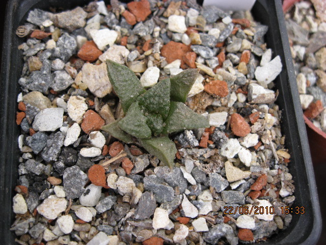 Ariocarpus fissuratus