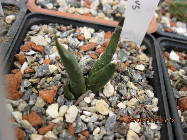 Ariocarpus furfuraceus - Ariocarpus