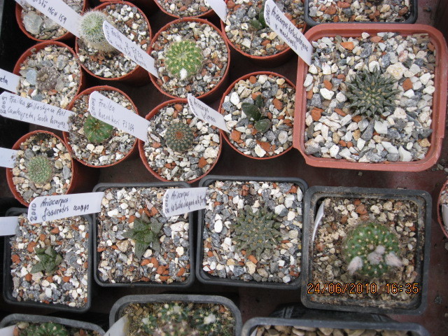 Ariocarpus - Ariocarpus