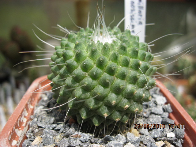 Mammillaria spinosisima ''unopico'' - Gymnocalicium-Mammillaria