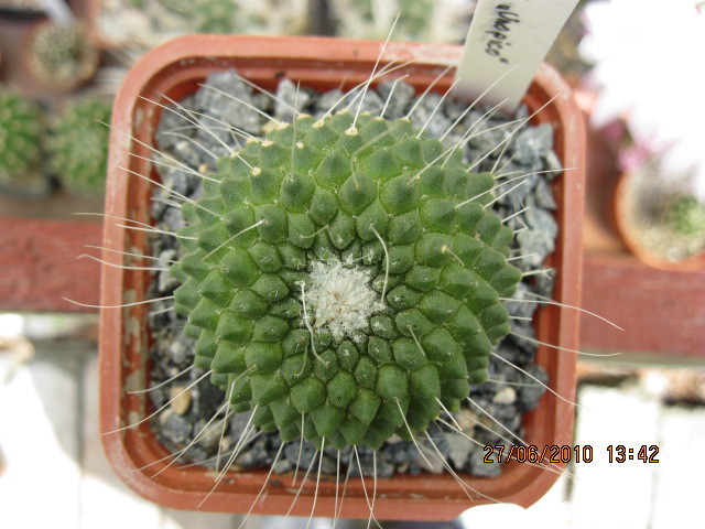 Mammillaria spinosisima ''unopico'' - Gymnocalicium-Mammillaria