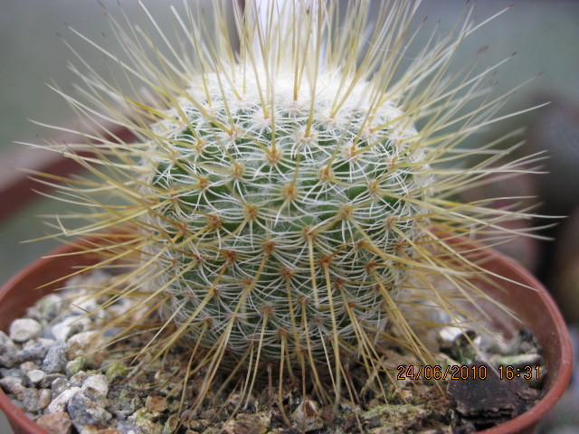 Mammillaria dixanthocentron - Gymnocalicium-Mammillaria