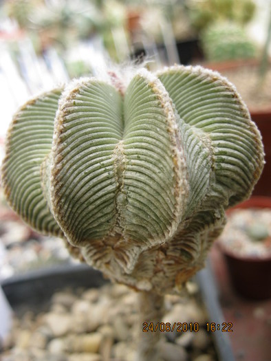 Aztekium hintoni