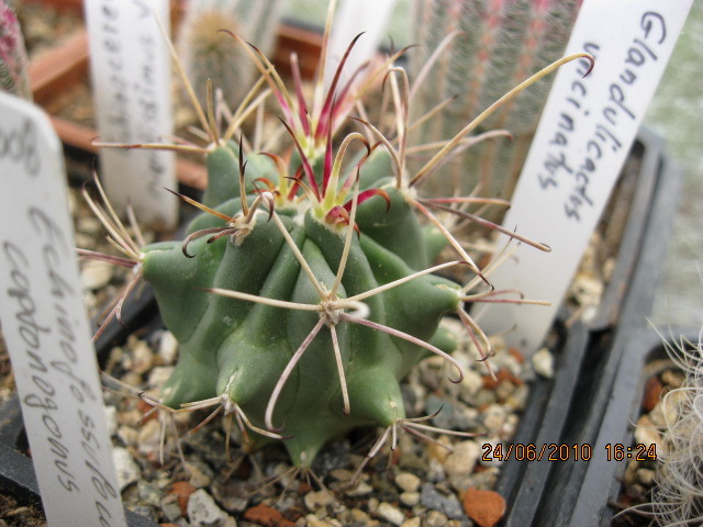 Glandulicactus unciatus - Neoporteria si altele