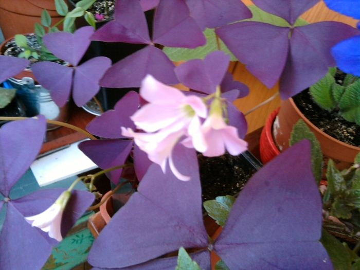 SP_A1165 - oxalis