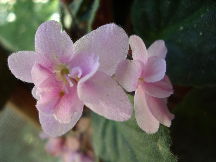 violeta