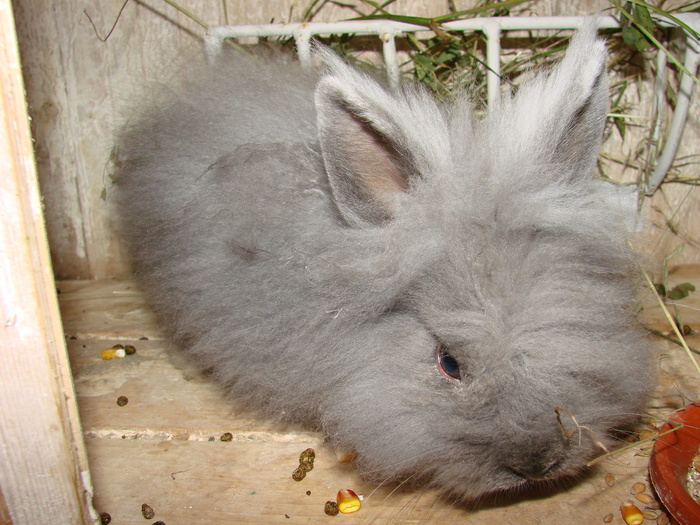 DSC06373 - 4 Iepuri angora pitic