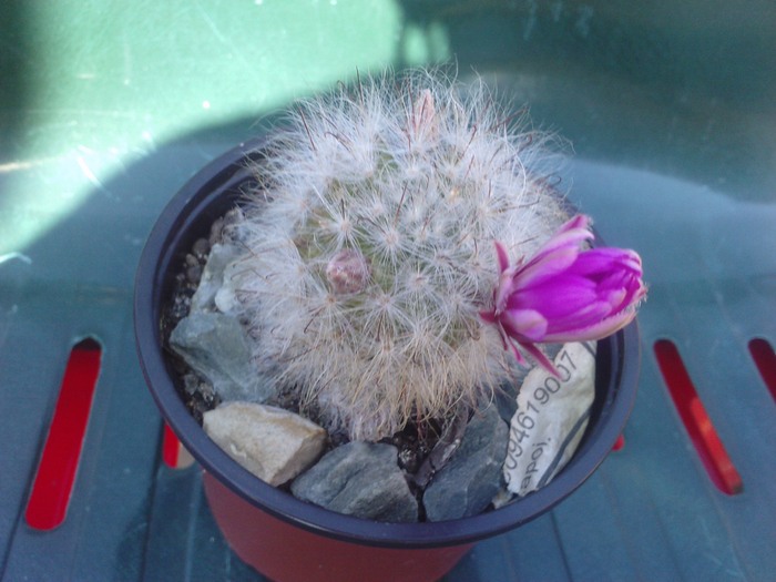 boboc Krainzia guelzowiana - cactusi si florile lor