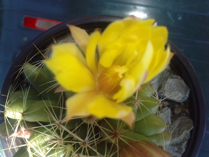 inceput de floare la dolichothele sphaerica - cactusi si florile lor