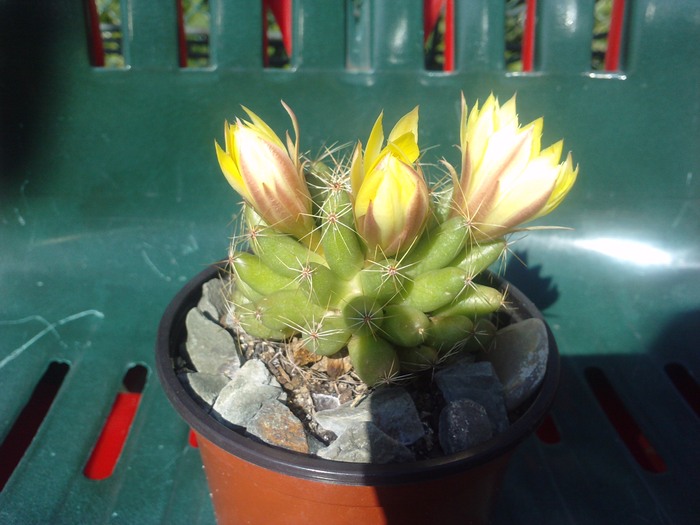 3 boboci la dolichothele sphaerica - cactusi si florile lor