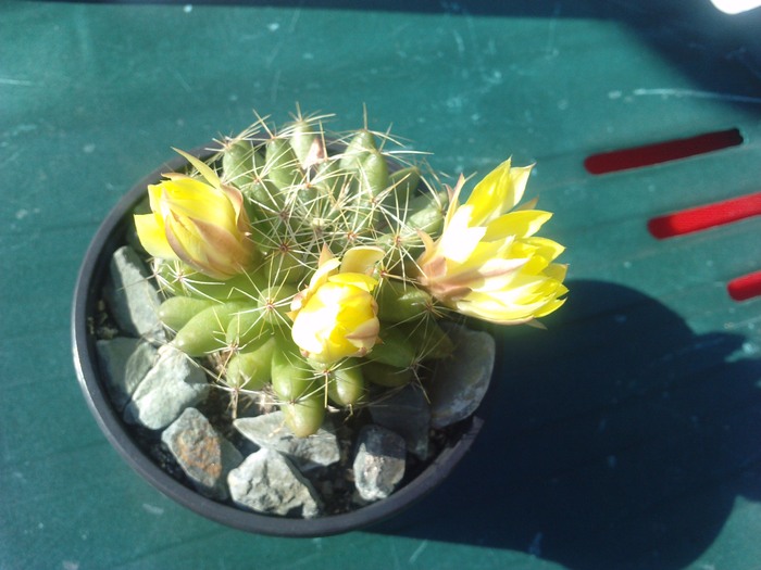 Dolichothele sphaerica - cactusi si florile lor