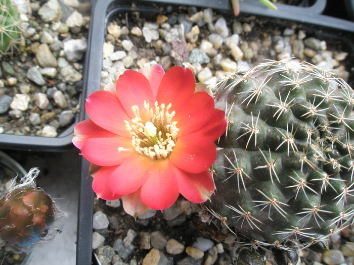 Rebutia pygmaea v. challapatana - 29.06