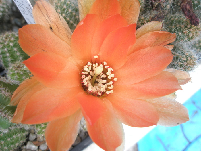 Chamaelobivia cv. Chiara Rosarancio - floare 29.06 - Chamaelobivia