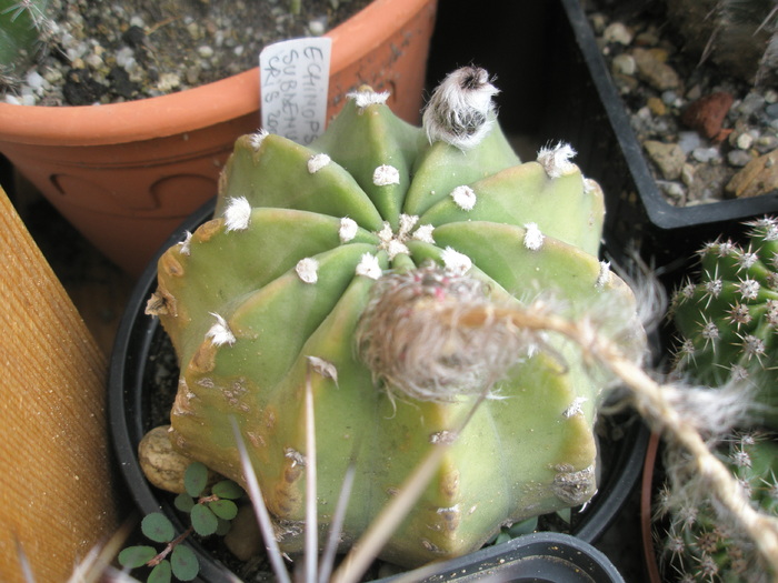 Echinopsis subdenudatum - 29.06 - Echinopsis