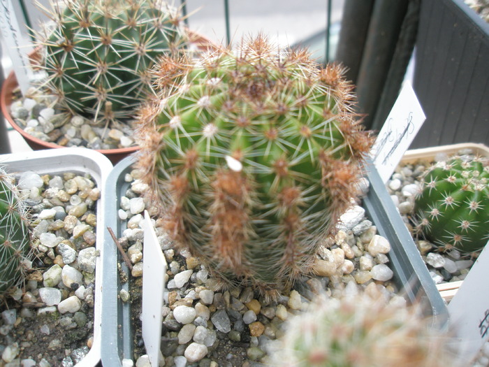 Echinopsis Charlotta - Echinopsis