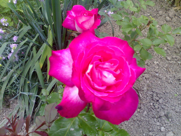 Rozul rozului 2010 - Florile mamei