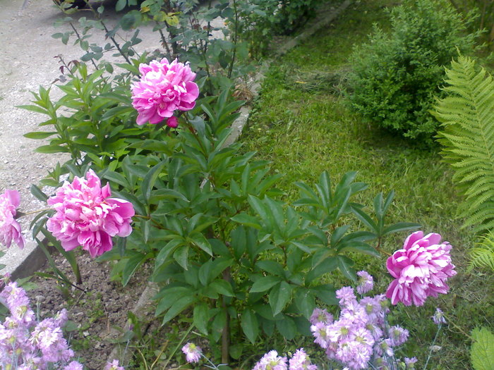 Bujori 2010 - Florile mamei