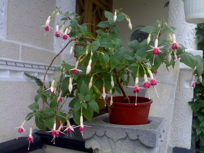 Fuchsia 2010