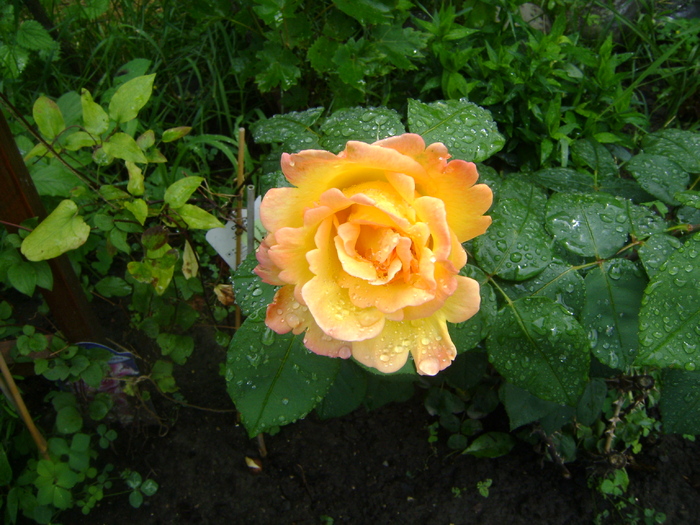 DSC02828 - trandafiri 2010-rozsak