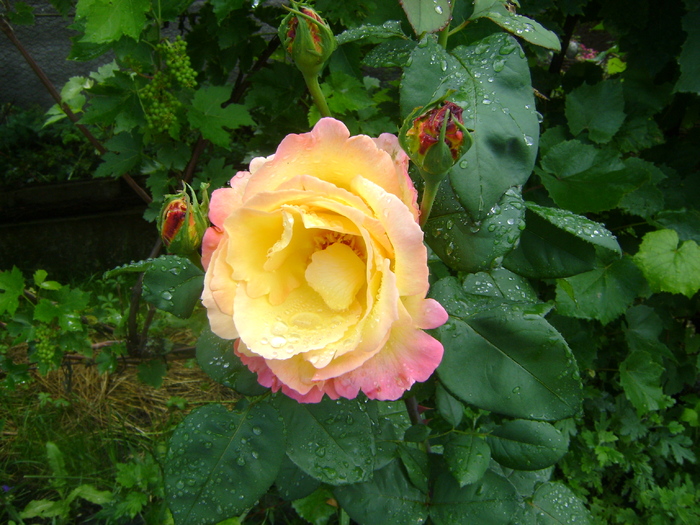 DSC02831 - trandafiri 2010-rozsak