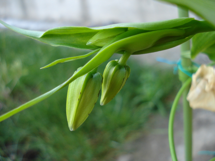 Gloriosa rothschildiana (2010, June 17) - Gloriosa rothschildiana