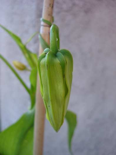 Gloriosa rothschildiana (2010, June 25)