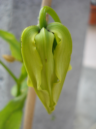 Gloriosa rothschildiana (2010, June 28) - Gloriosa rothschildiana