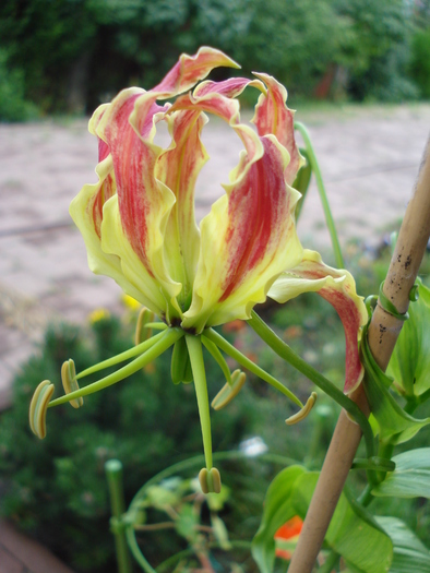 Glory Lily (2010, June 30) - Gloriosa rothschildiana