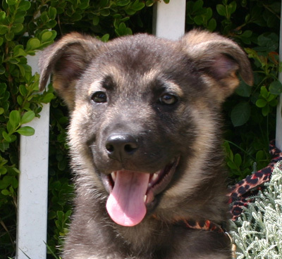 Bruno%20puppy%20face