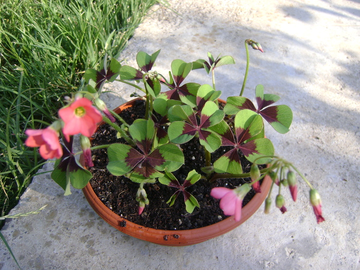 oxalis iron cross