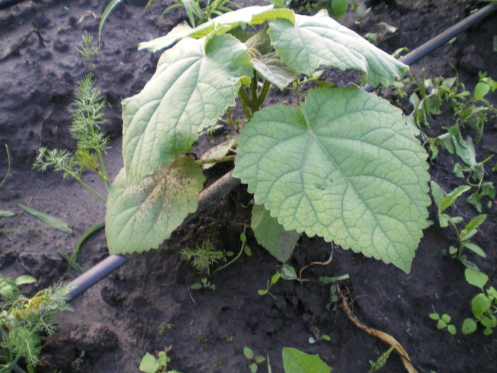 Evolutia in camp - Paulownia