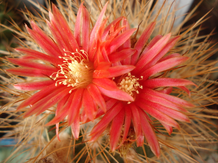 DSC08978