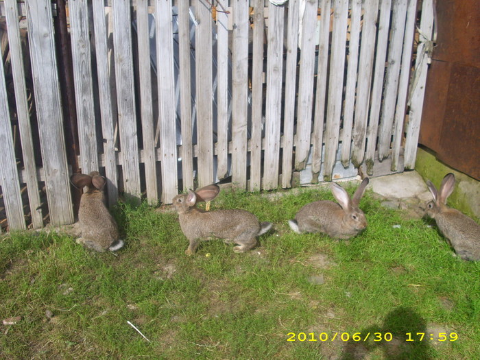 2,5 luni de vinzare - tineret urias gri 2010