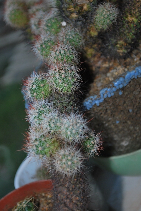 DSC_3940 - Cactusii mei