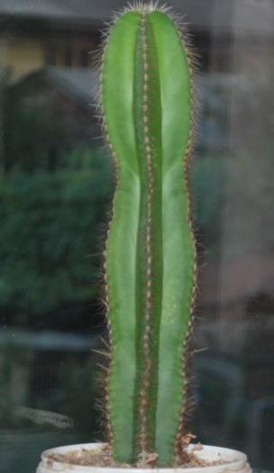 :) - Cactusii mei