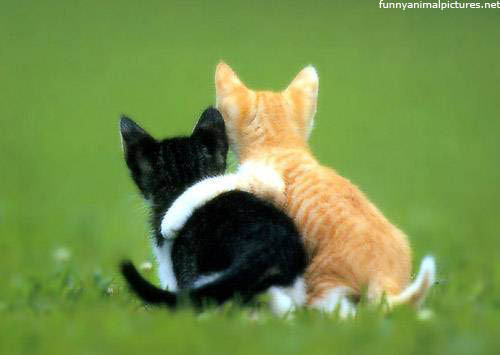 You and me-cats :X