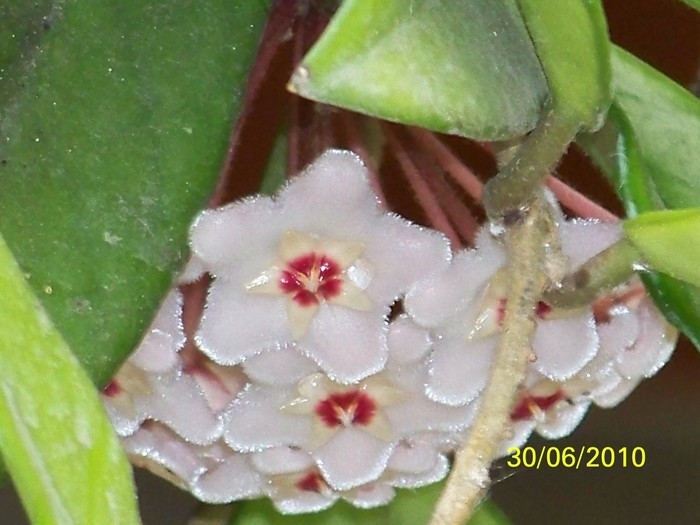 100_4192 - Hoya